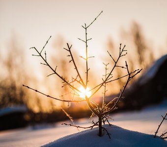 Солнышко в ветвях