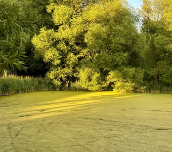 Ярославль. Пруд у церкви Петра и Павла.