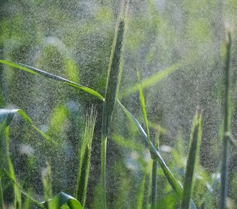 Утренняя свежесть