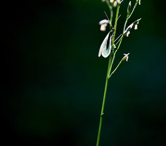 Лето - маленькая жизнь