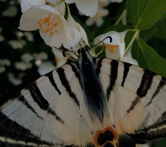 Лови момент