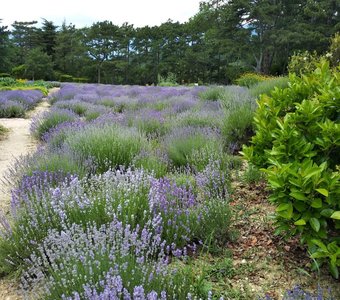 Мой удивительный Крым♥️