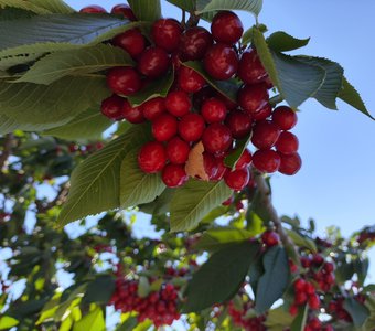 Черешенька