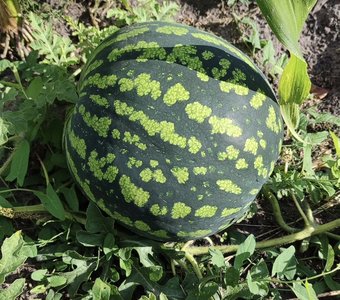 Дары родного края