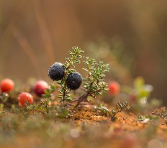 Водяника