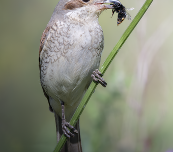 Обыкновенный жулан (Lanius collurio)