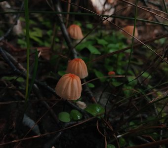 Маленькие жители леса