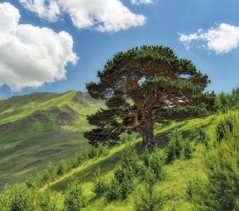 Древняя сосна в Южном Дагестане