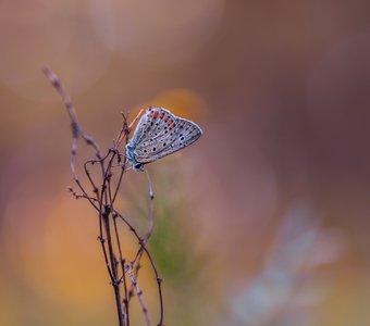 В ярких красках приближающейся осени