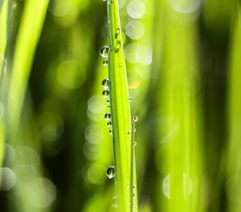 Хрупкая роса