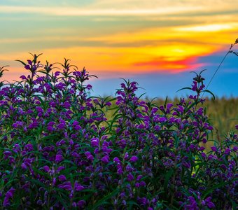 Фиолетовый в закате