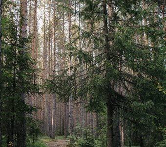 Лесная тропа