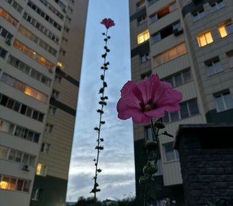 Жизнь в городе