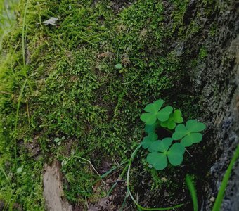 Приятное ведение