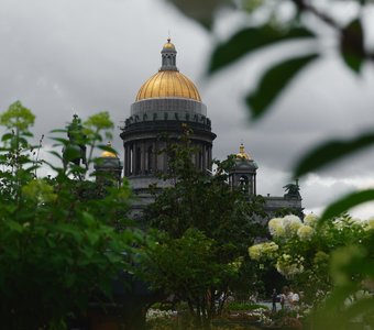 Сквозь листву