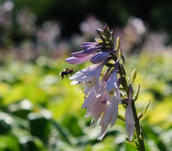 Пчелиный рай