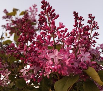 Сиреневое настроение