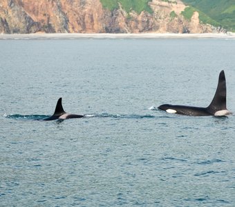 Морская прогулка