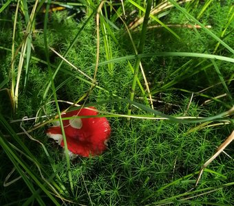 Сыроежка красная, прекрасная.