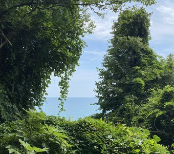 Буйство зелени