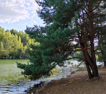 Красавица сосна на берегу водоёма