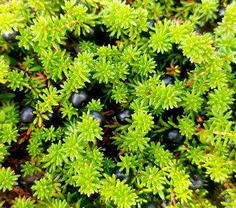 Ковер тундры