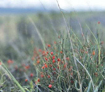 Дикоцветы и альпийские луга