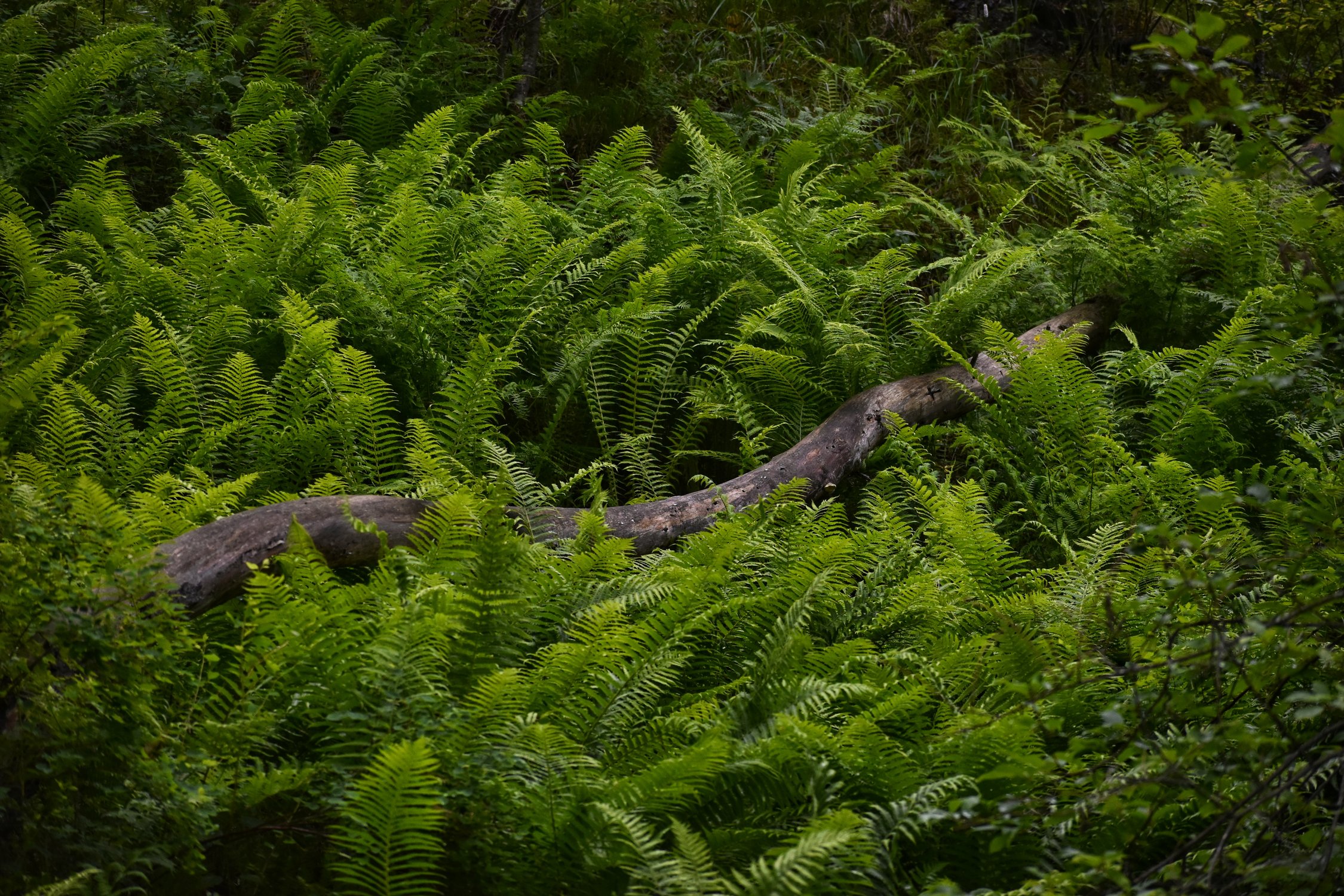 Алтайская анаконда