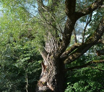 Новгородский Энт