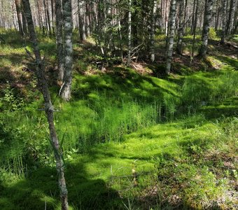 Папоротник в лесу