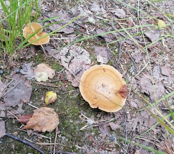 Прекрасные ядовитые грибы.