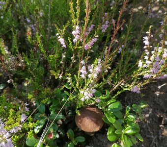 Композиция с грибом.