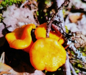 Грибы лисички сестрички.