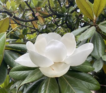 Магнолия крупноцветная - коварный аромат
