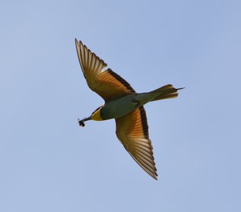 Полёт к гнезду