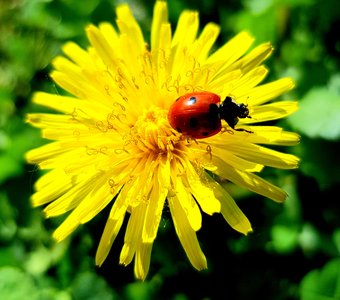 Красота в мелочах