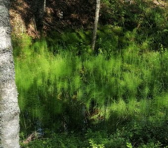 Красочный лес