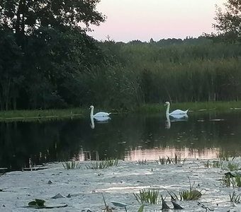 Лебеди на черном озере