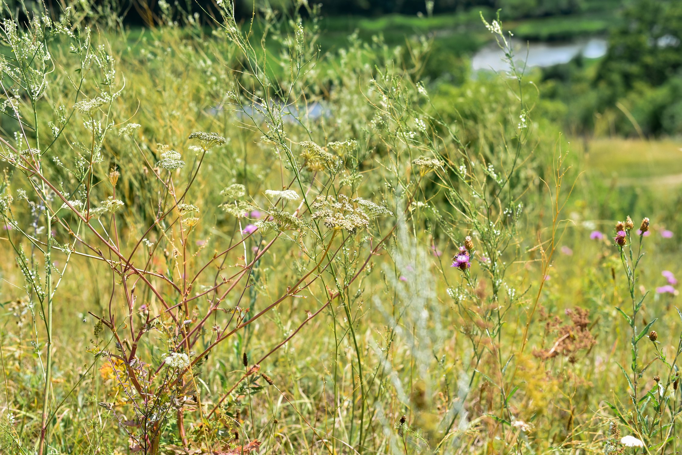 Разноцветие позднего лета