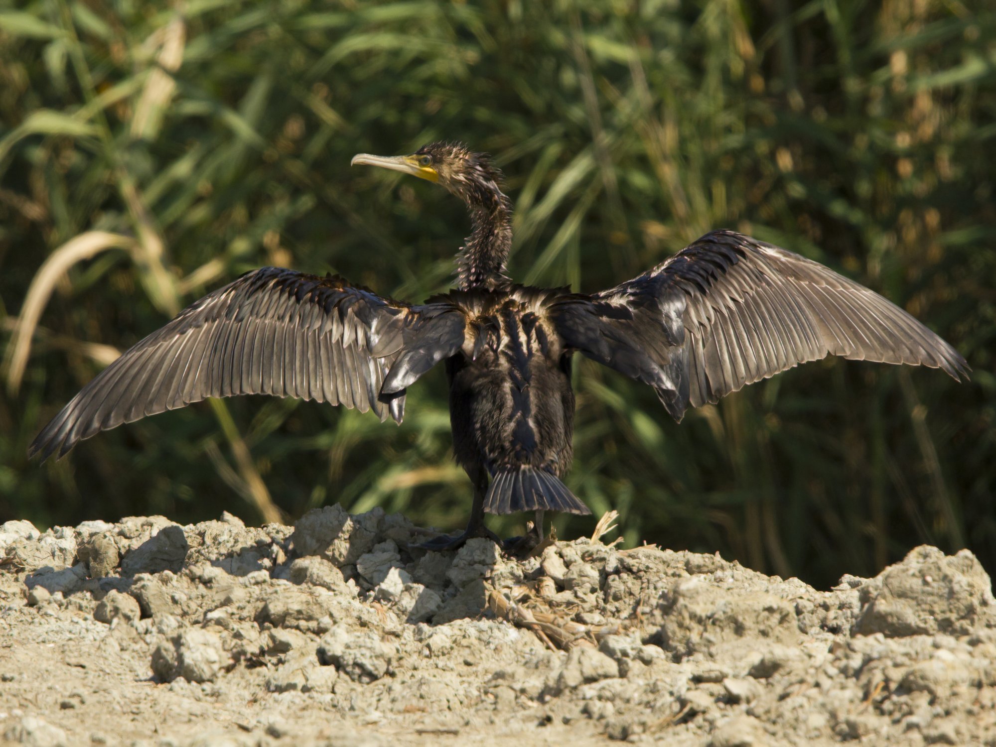 Сушите весла!