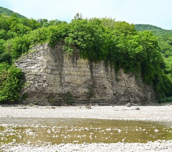 Лесная папаха