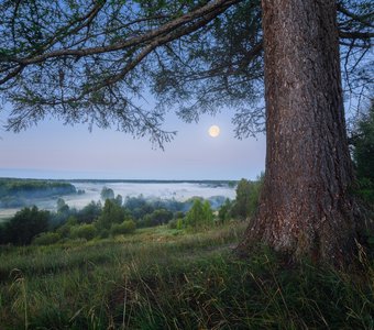 Могучая лиственница и белые ночи