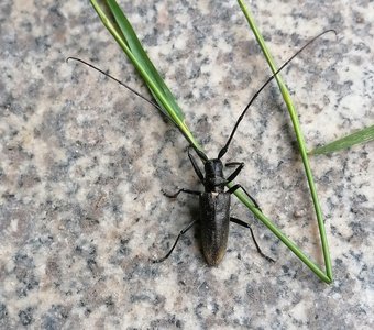 Жук усач золотой