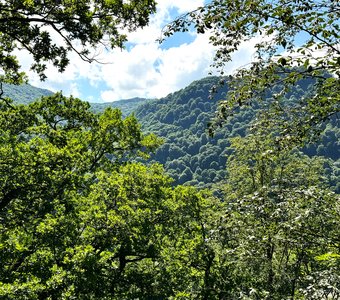 В лесной чаще