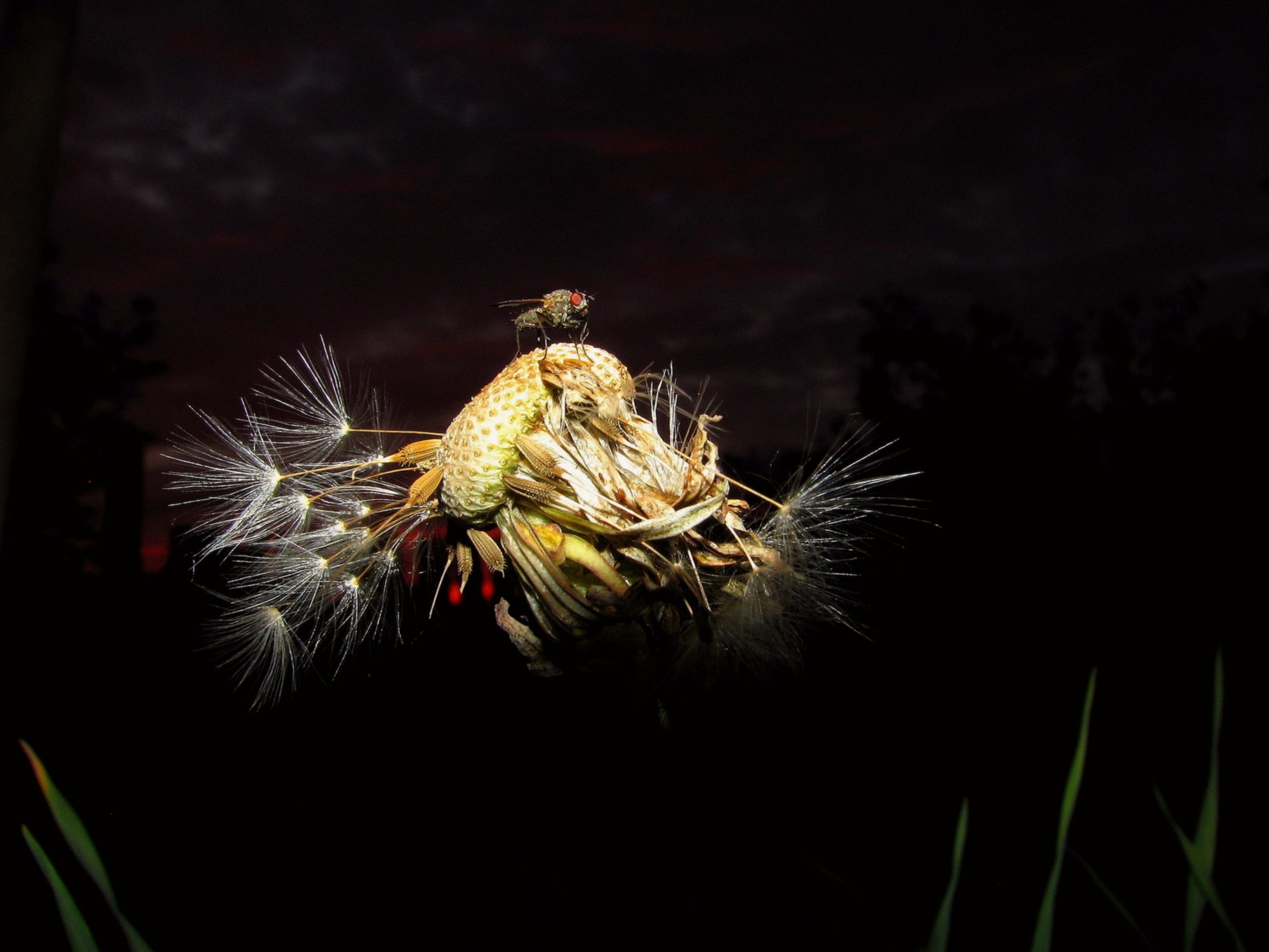 Дождаться бы утра