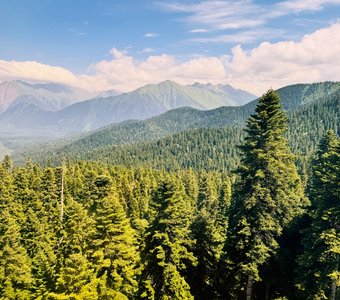 С высоты леса красивее