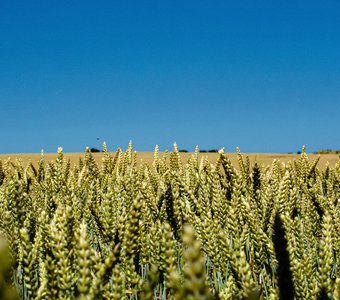 Земли хлебороба