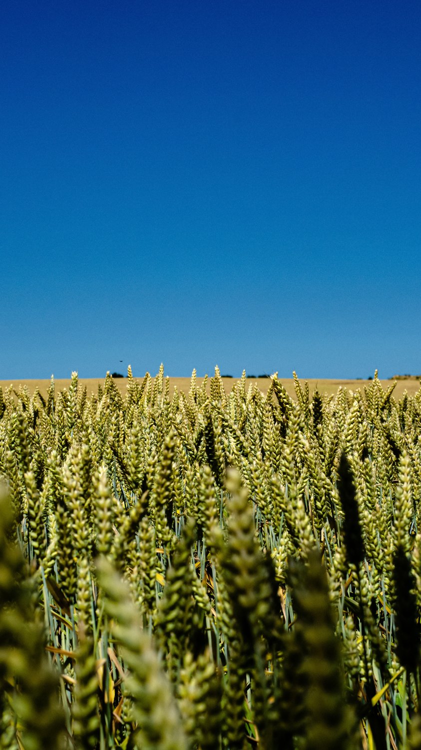 Земли хлебороба