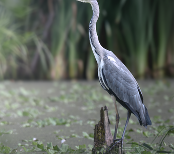 Серая цапля (Ardea cinerea)