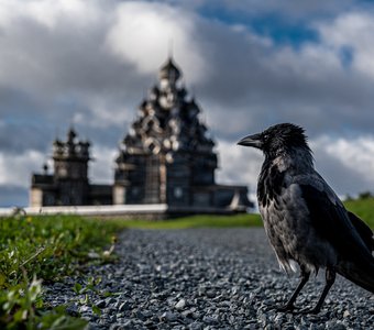 Ворона на острове Кижи